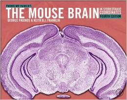 the_mouse_brain.jpg