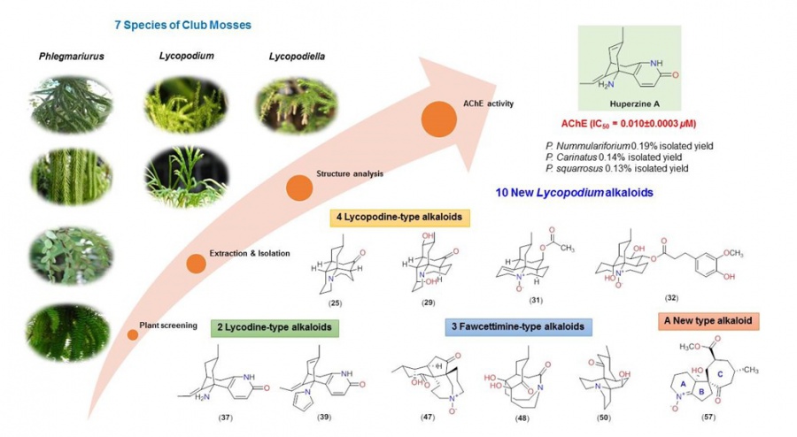 lycopodium_alkaloids.jpg