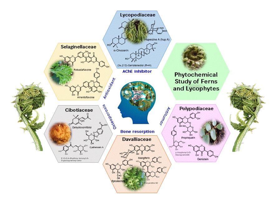 phytochemical_studied.jpg