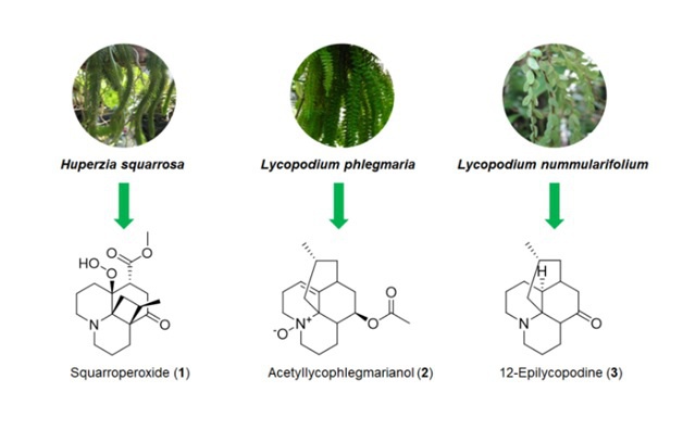 three_lycopodium.jpg